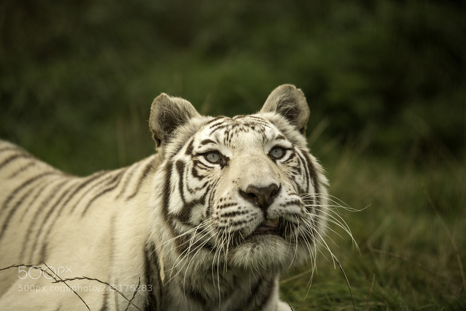 Nikon D5 sample photo. White tiger series photography
