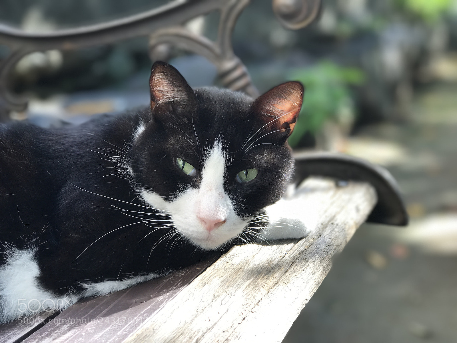 Apple iPhone 7 Plus sample photo. Untitled photography