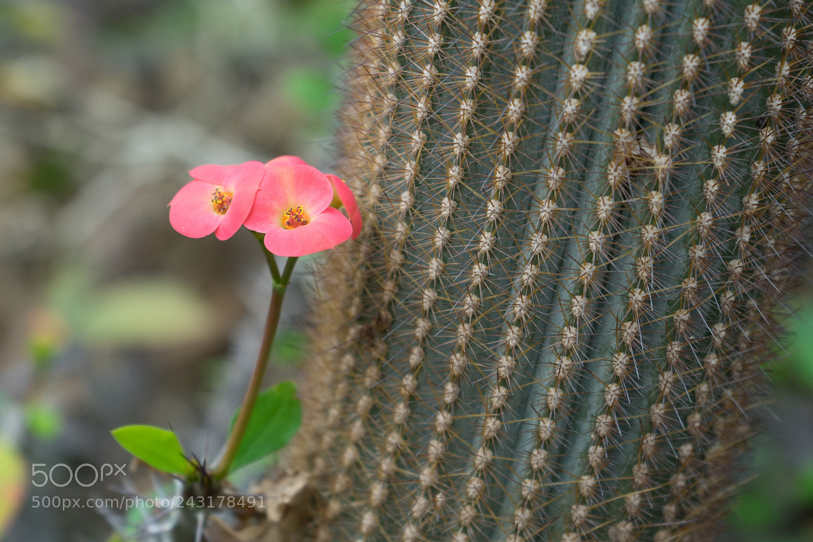 Sony a7 sample photo. Untitled photography