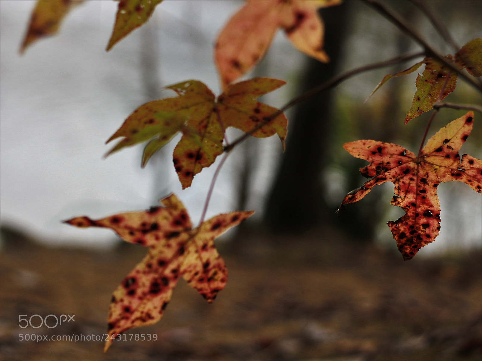 Canon EOS 1200D (EOS Rebel T5 / EOS Kiss X70 / EOS Hi) sample photo. Fall time y'all photography