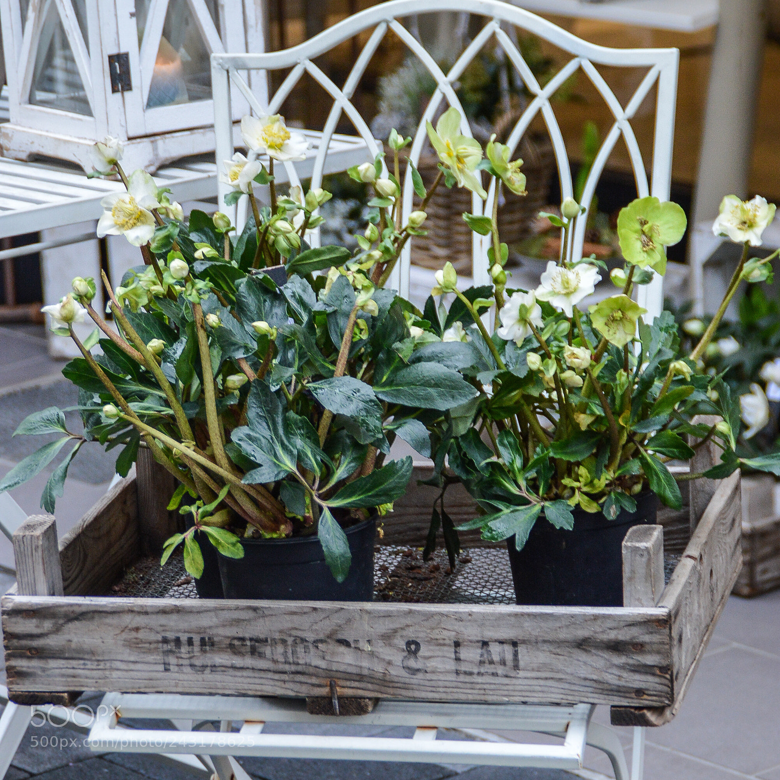 Nikon D3200 sample photo. Flowers on a chair photography
