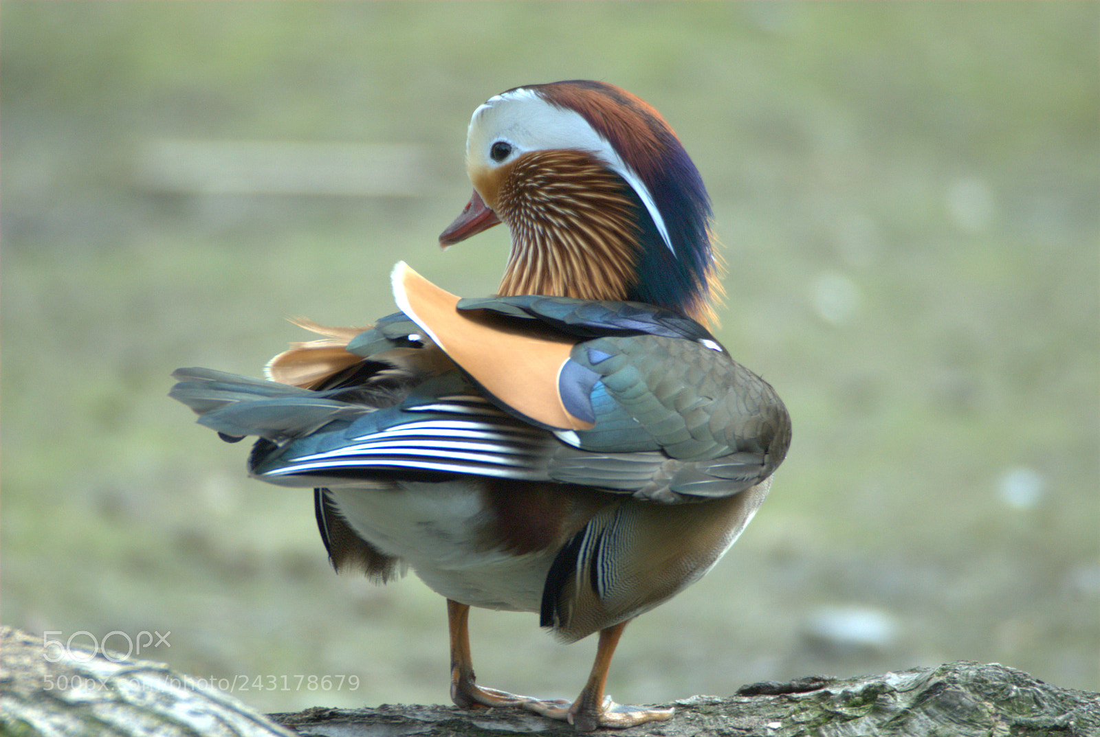 Nikon D200 sample photo. Colorful duck photography