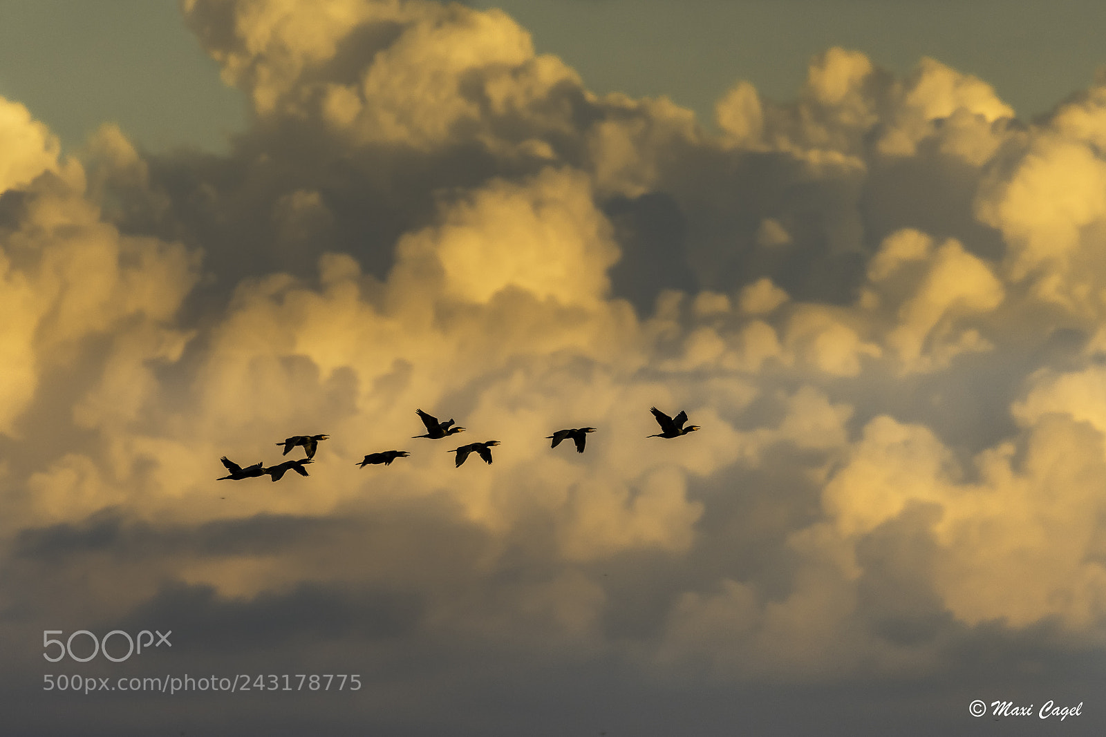Nikon D500 sample photo. Sunset birds photography