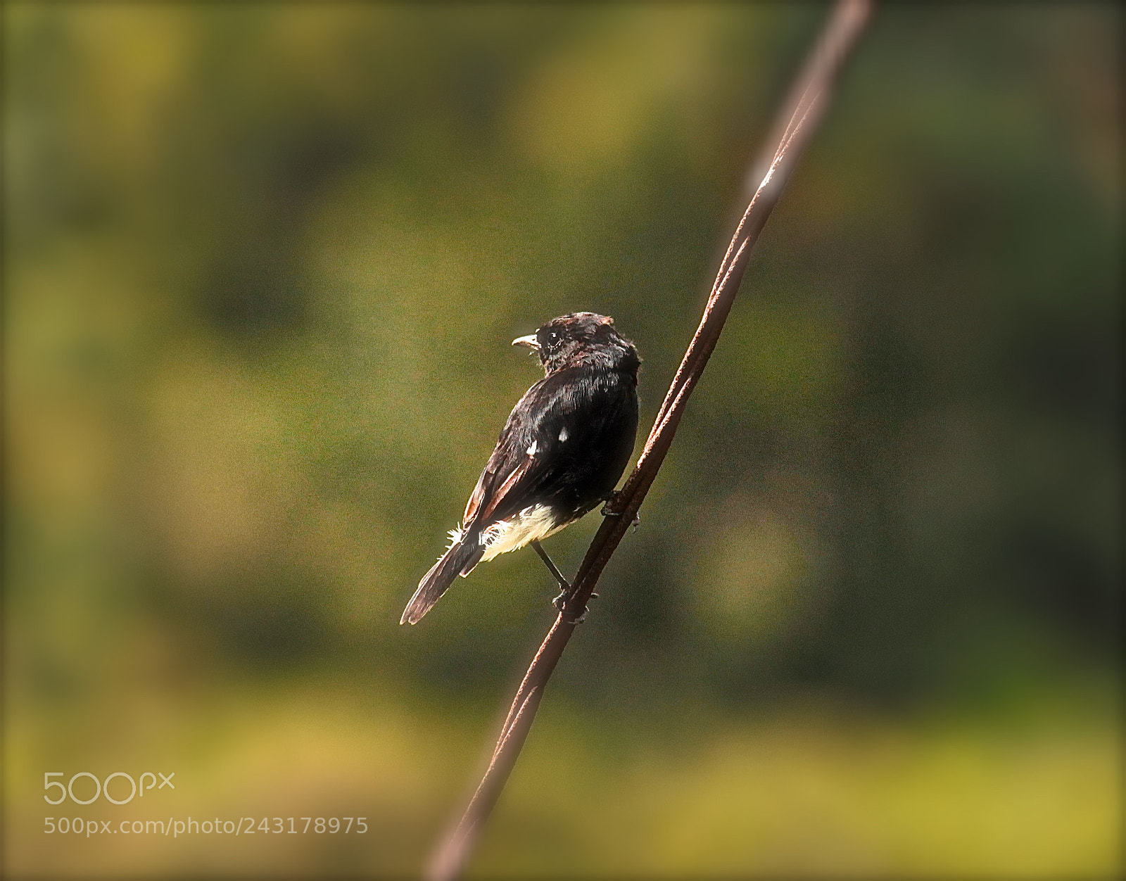 Canon EOS 1100D (EOS Rebel T3 / EOS Kiss X50) sample photo. Oriental magpie robin photography