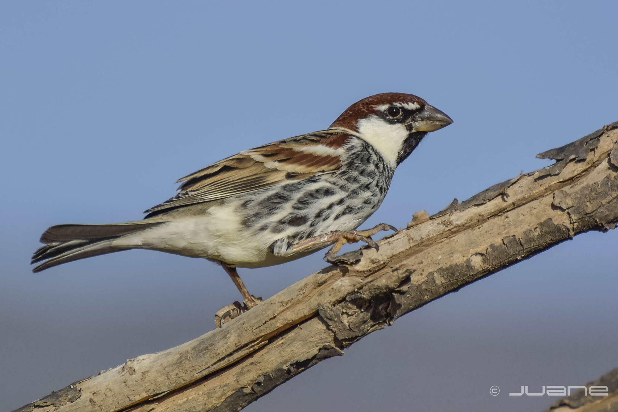 Nikon 1 V3 sample photo. Gorrión moruno - passer hispaniolensis,♂ photography