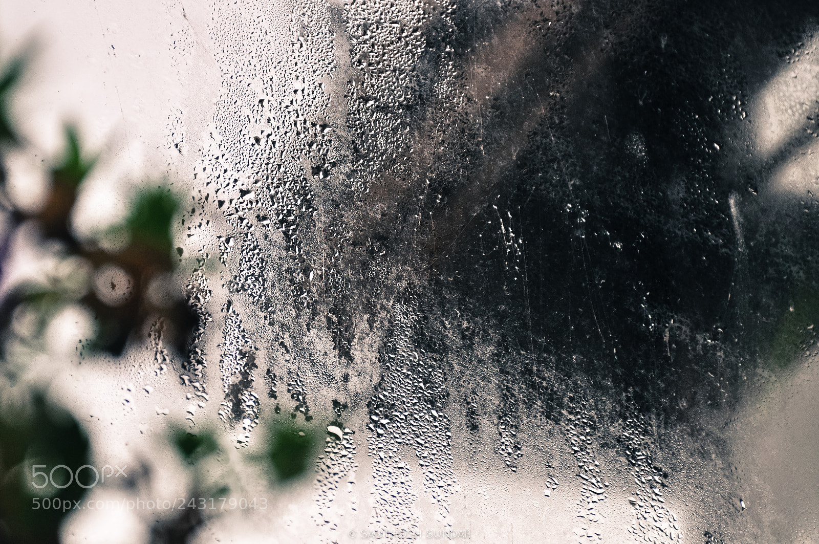 Nikon D5000 sample photo. Dew photography
