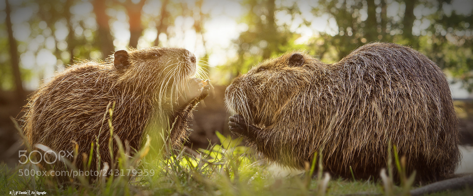 Sony a7 II sample photo. Nutrias photography