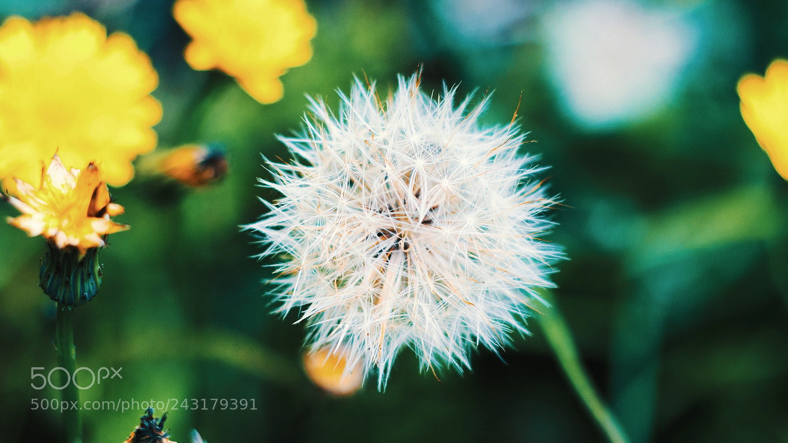 Canon EOS 650D (EOS Rebel T4i / EOS Kiss X6i) sample photo. Le n diente diente photography