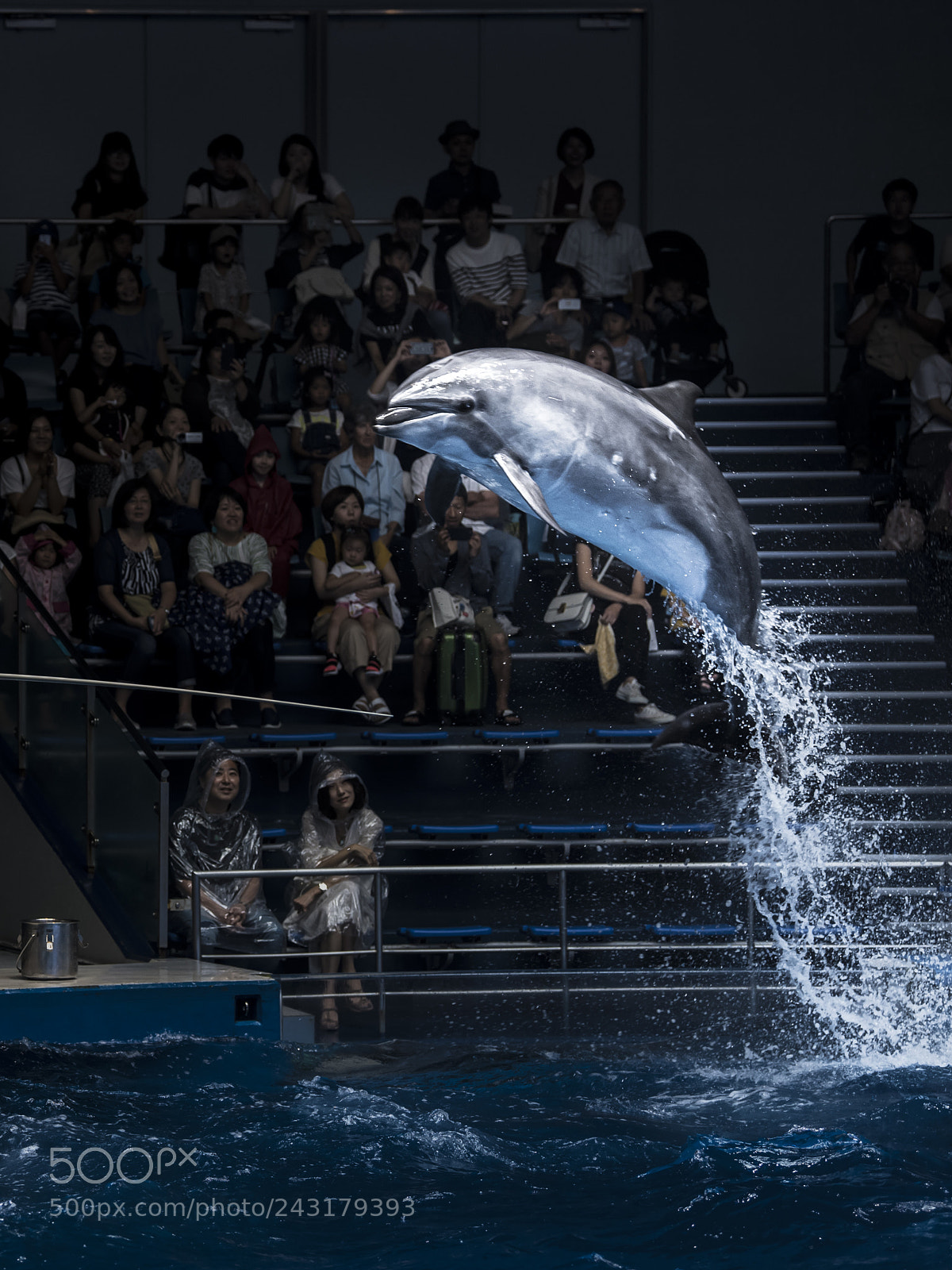 Nikon D5 sample photo. Dolphin jump photography