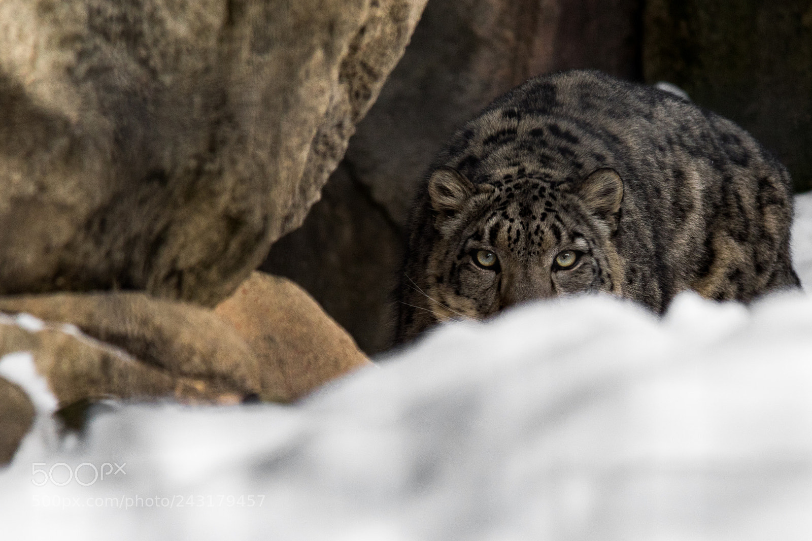 Nikon D500 sample photo. Snow leopard photography