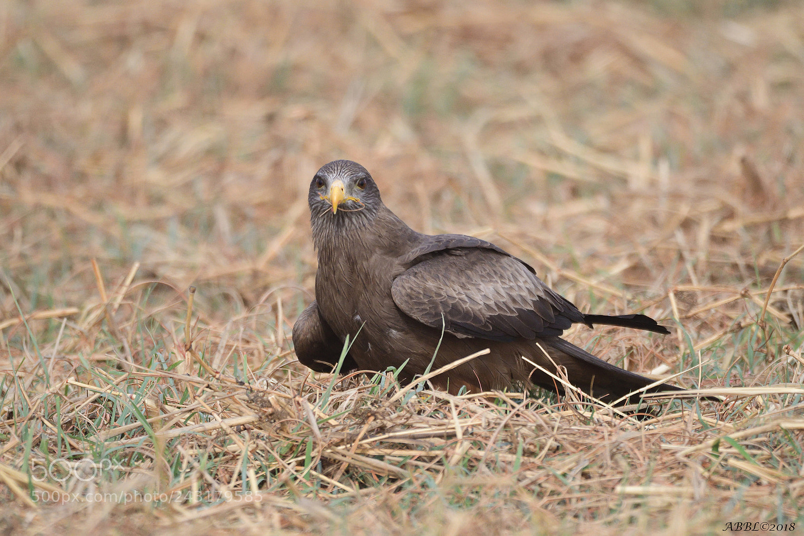 Nikon D500 sample photo. Yellow billed kite on photography