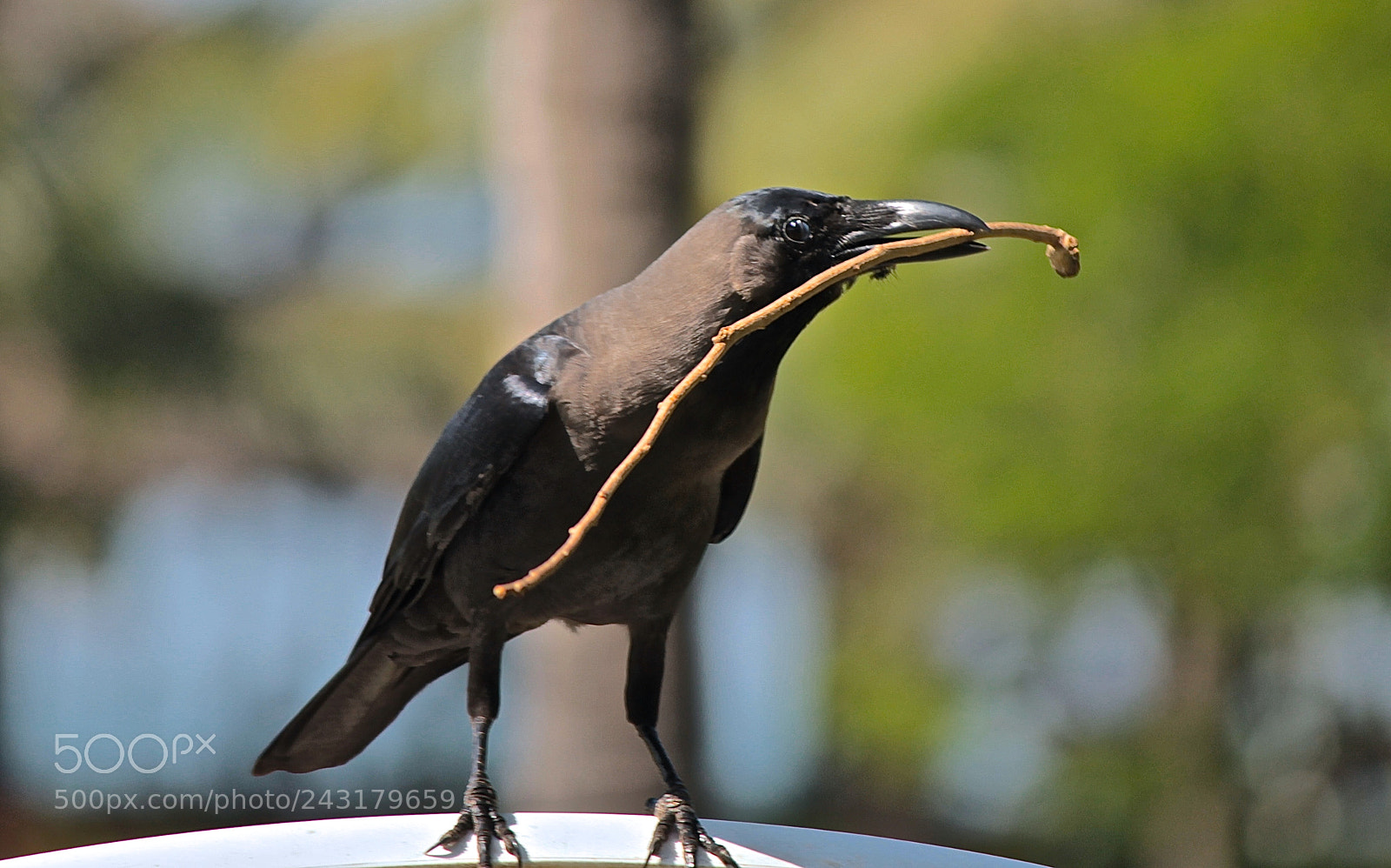 Canon EOS 1100D (EOS Rebel T3 / EOS Kiss X50) sample photo. Crow with twig photography