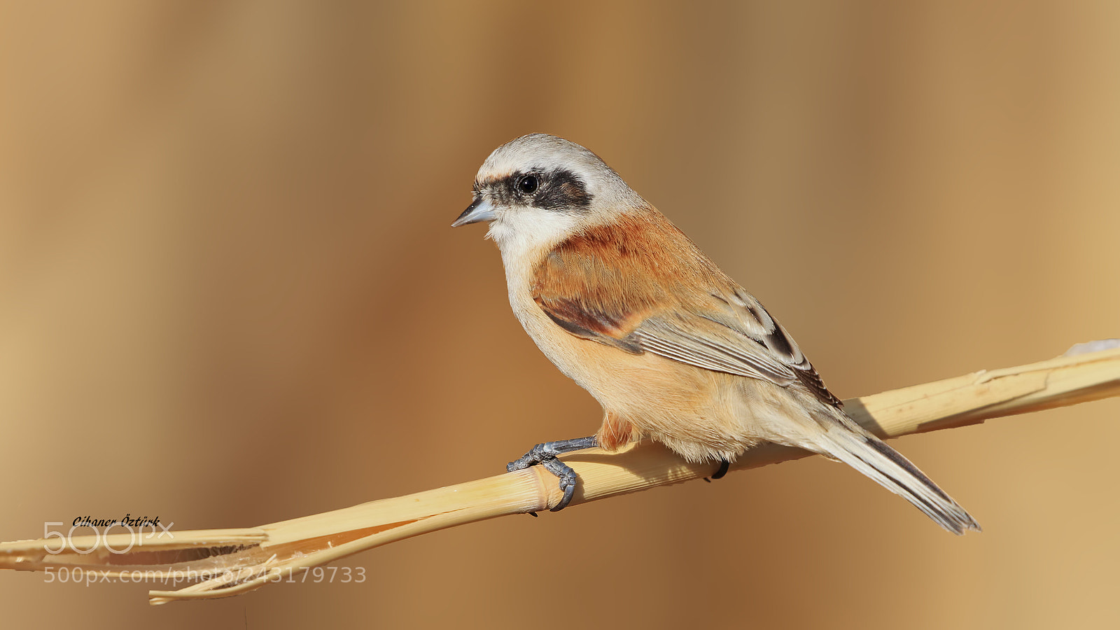 Canon EOS 7D Mark II sample photo. Eurasian penduline tit photography