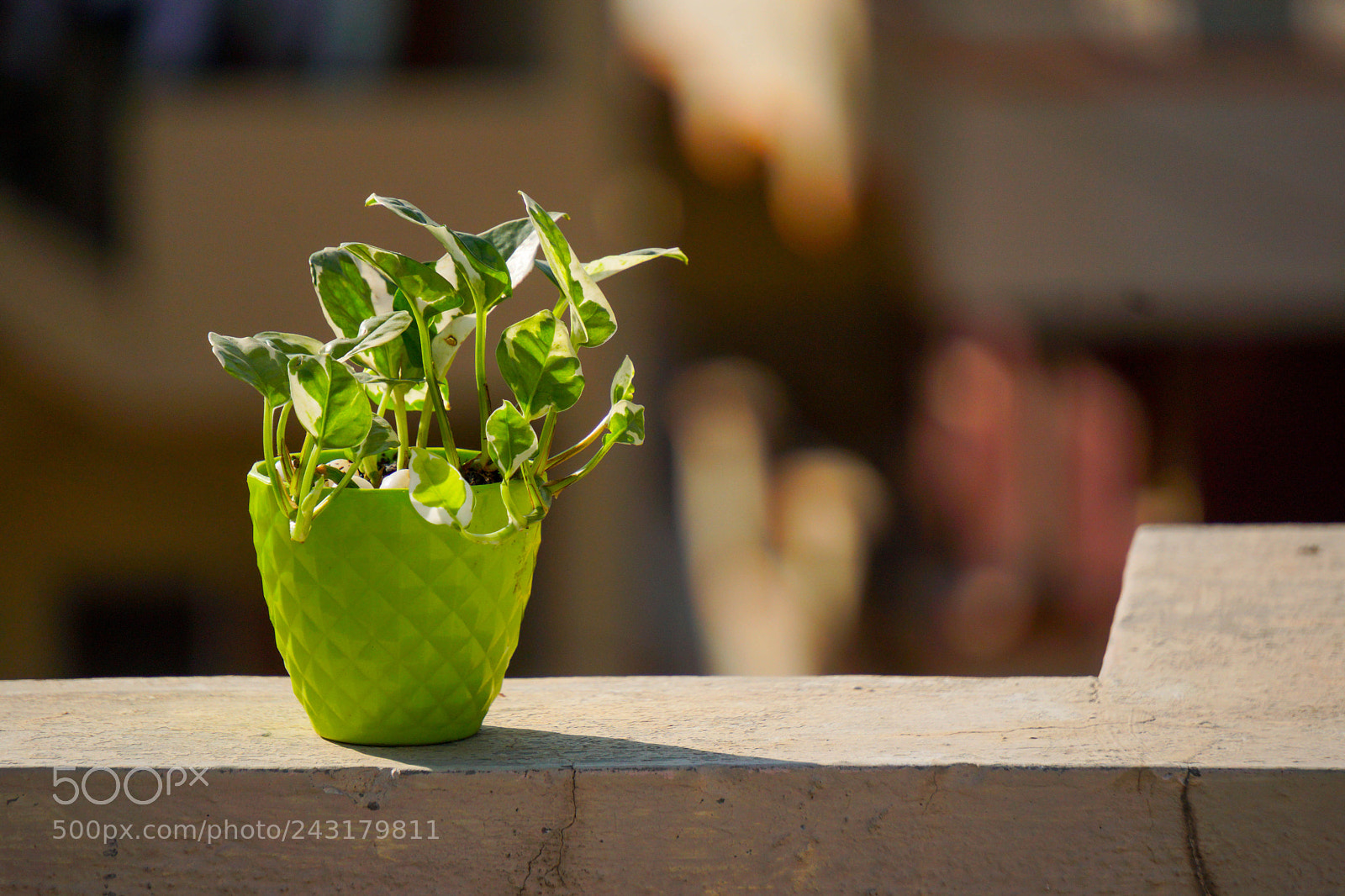 Sony a6300 sample photo. Money plant photography