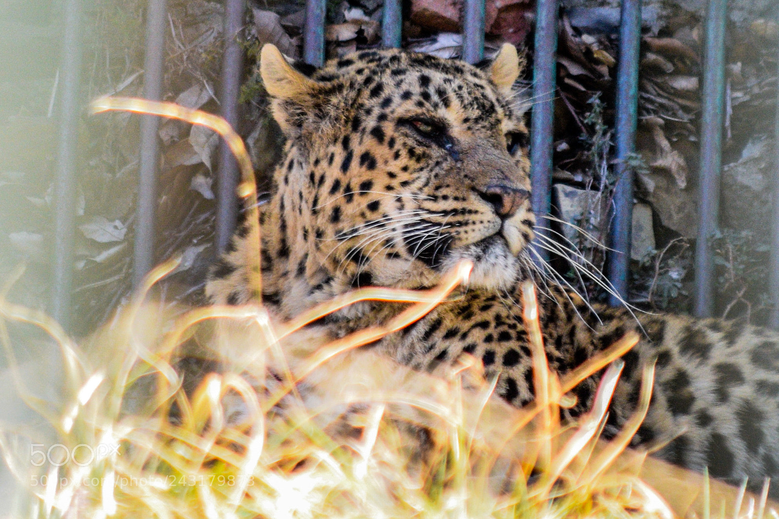 Nikon D3300 sample photo. Leopard photography