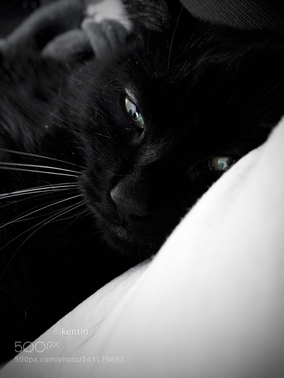 OnePlus 5 sample photo. Yoda photography