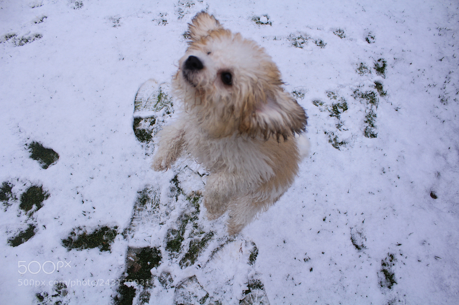 Canon EOS 1200D (EOS Rebel T5 / EOS Kiss X70 / EOS Hi) sample photo. Jumping puppy photography