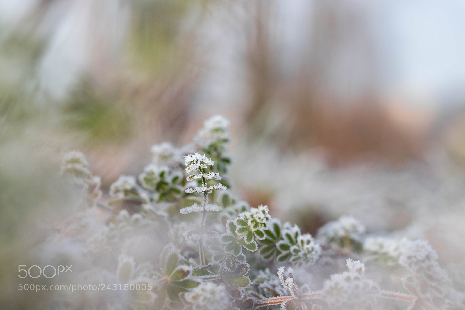 Canon EOS 6D Mark II sample photo. Frosty landscape photography