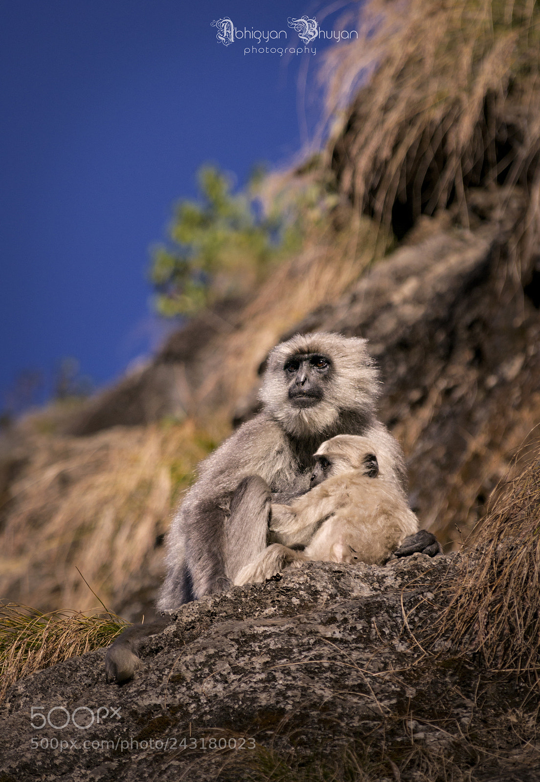 Nikon D3100 sample photo. Ii gray langur ii photography