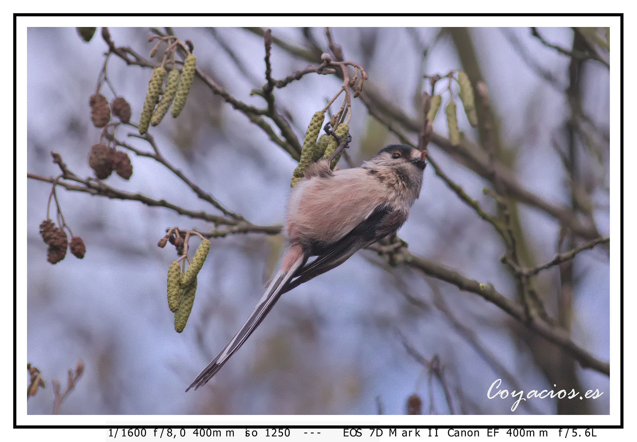 Canon EF 400mm F5.6L USM sample photo. Mito (aegithalos caudatus) photography