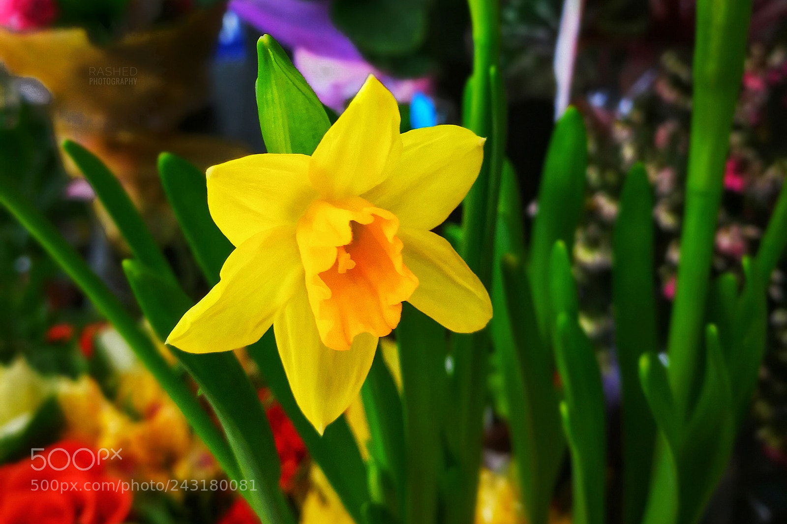 HUAWEI Mate 9 sample photo. Untitled photography