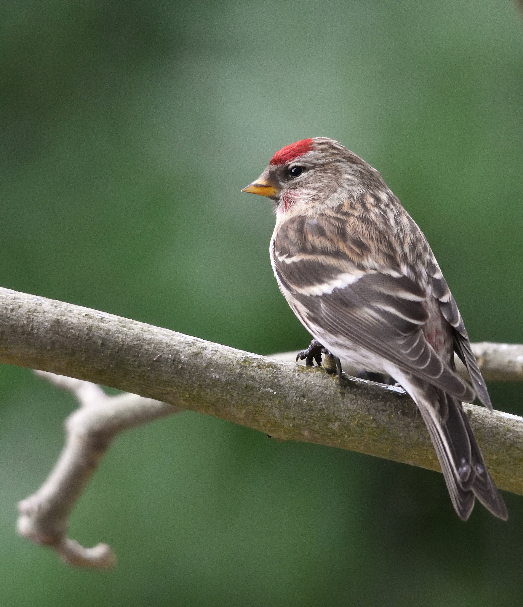 Sigma 150-500mm F5-6.3 DG OS HSM sample photo. Redpoll photography
