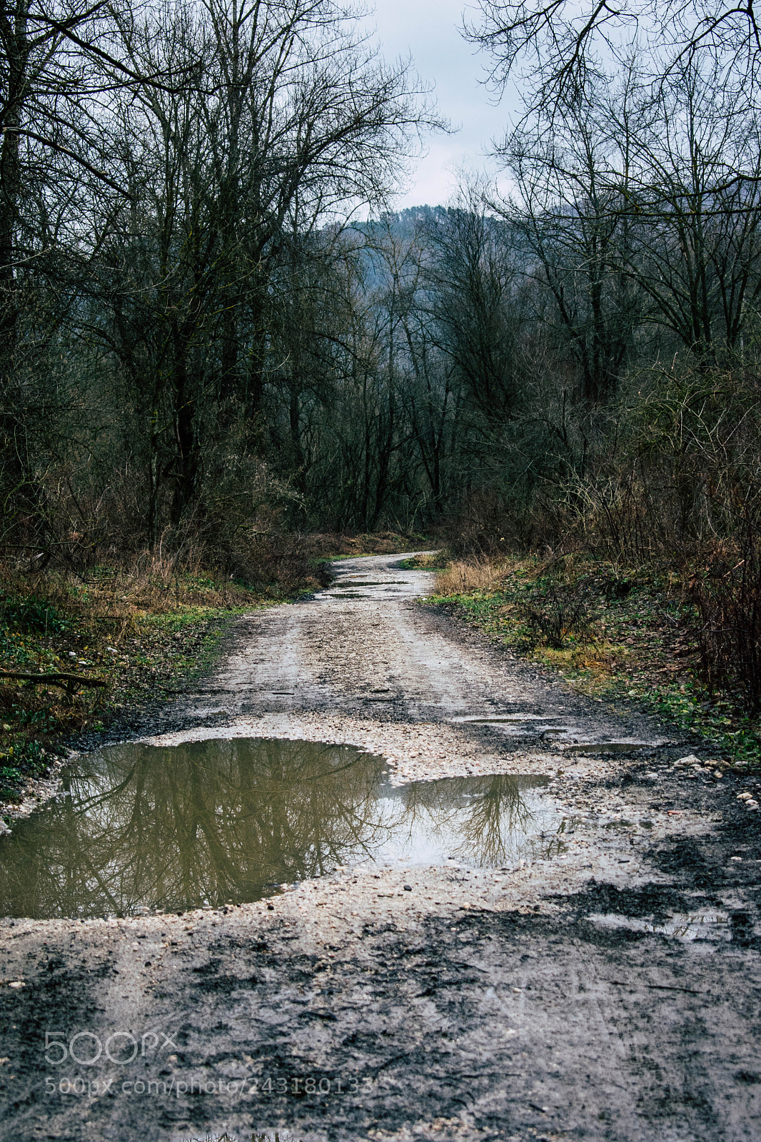 Nikon D3400 sample photo. Forest path photography