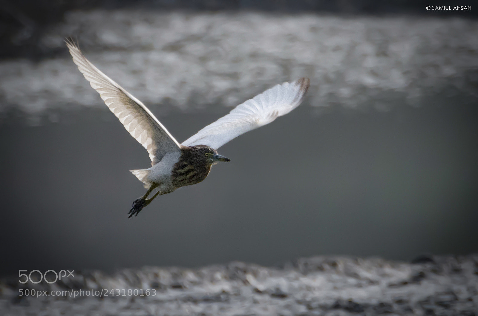 Nikon D5500 sample photo. দেশি কানিবক // indian pond heron photography