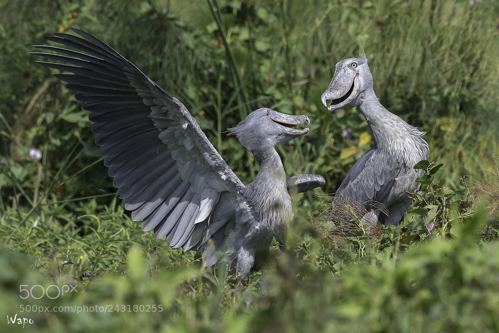 Nikon D500 sample photo. Shoebills in love... photography