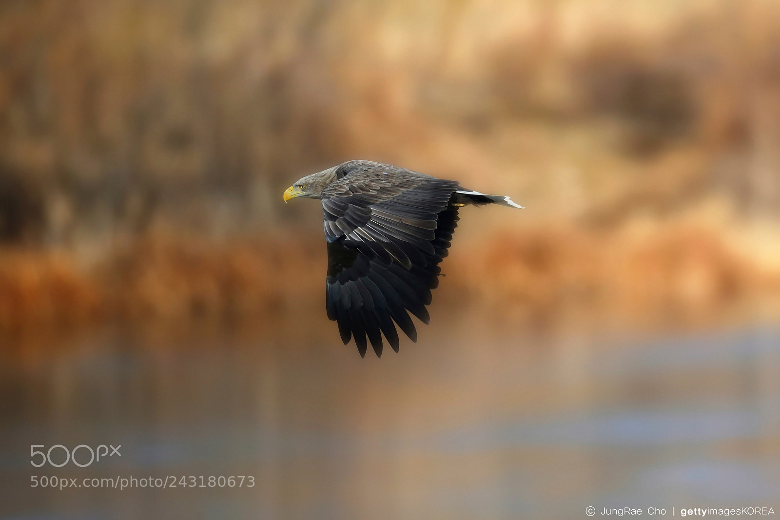 Nikon D850 sample photo. White-tailed sea eagle photography