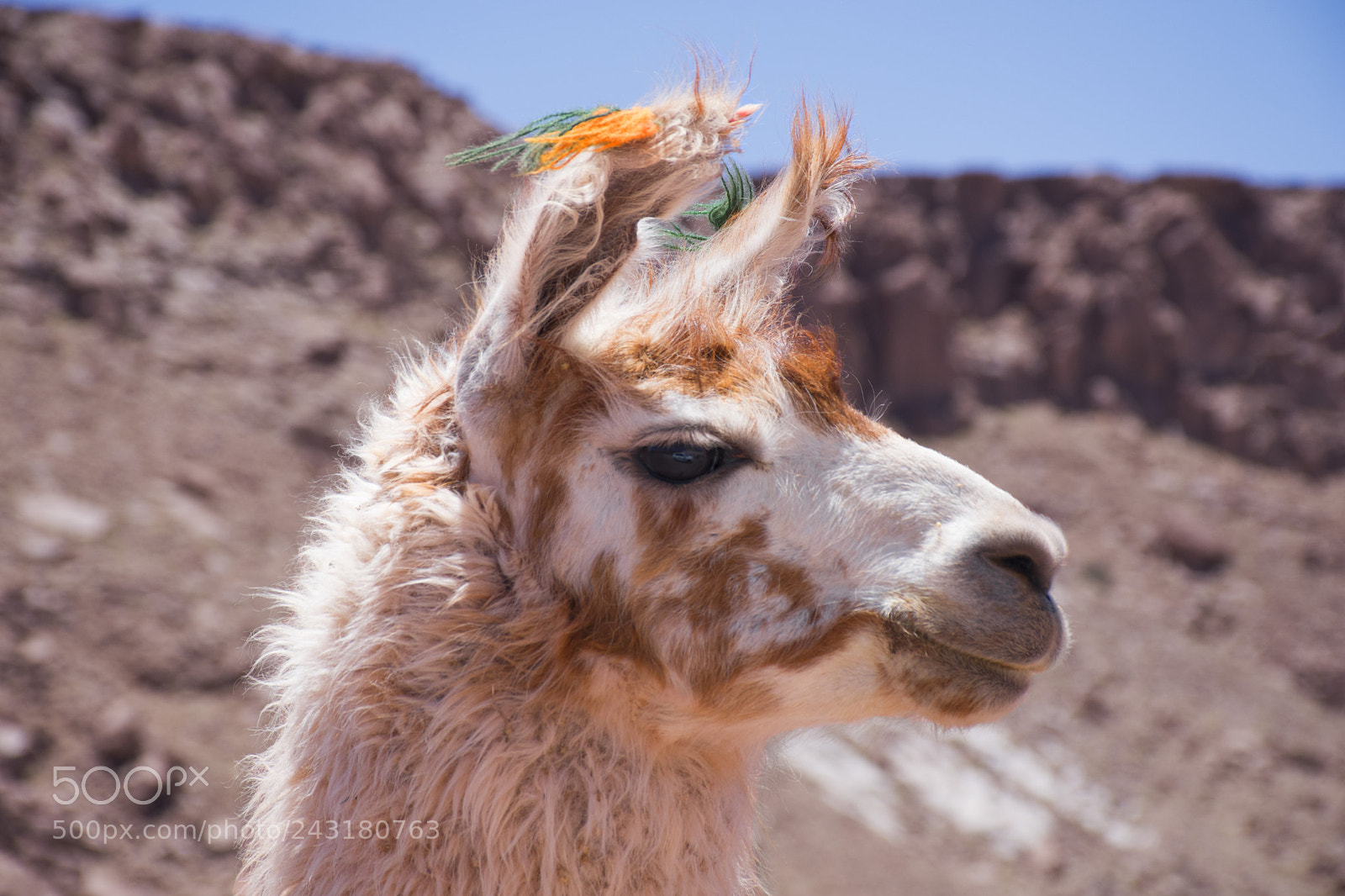 Nikon D7200 sample photo. Llama photography