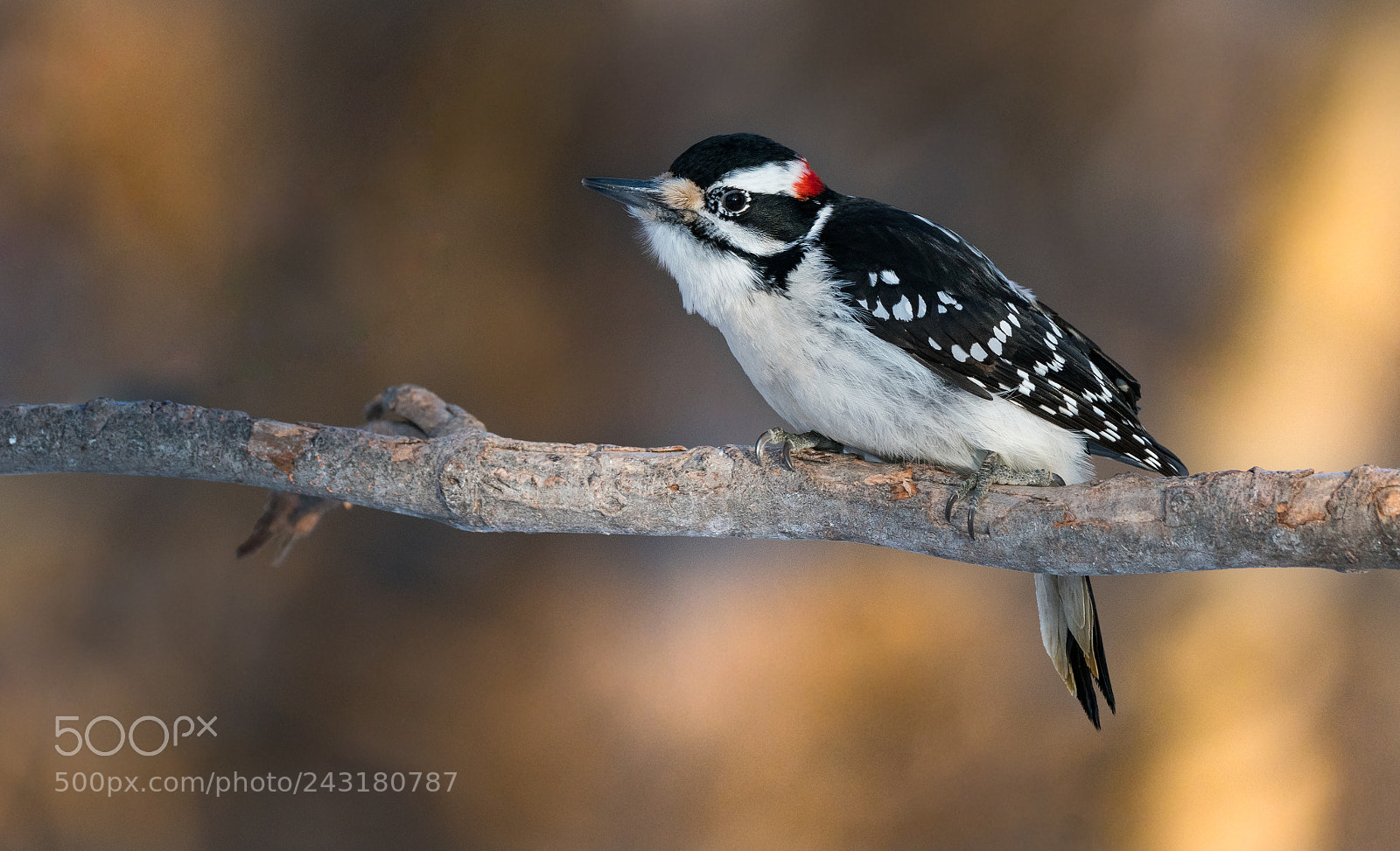 Sony a7R II sample photo. Downy woodpecker in wonderful photography
