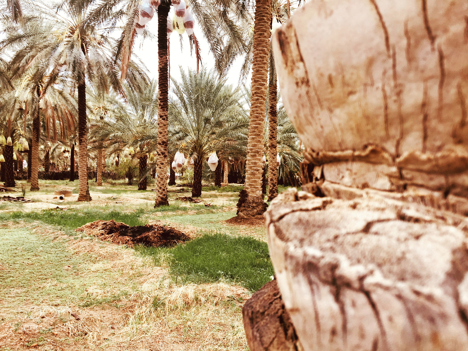 Apple iPhone 6 sample photo. Gbelli - tunisia photography
