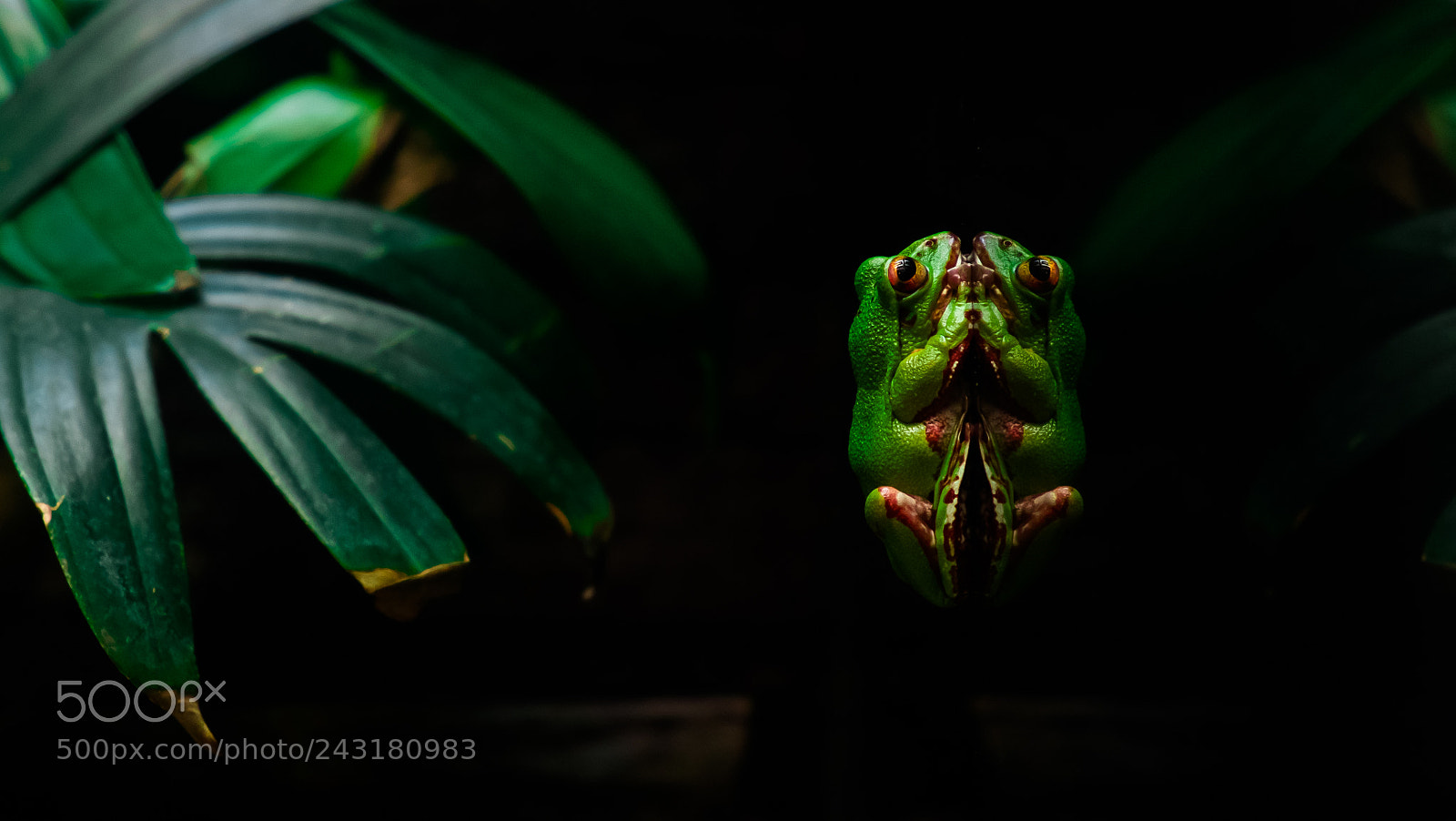 Fujifilm X-E1 sample photo. Silent frog photography