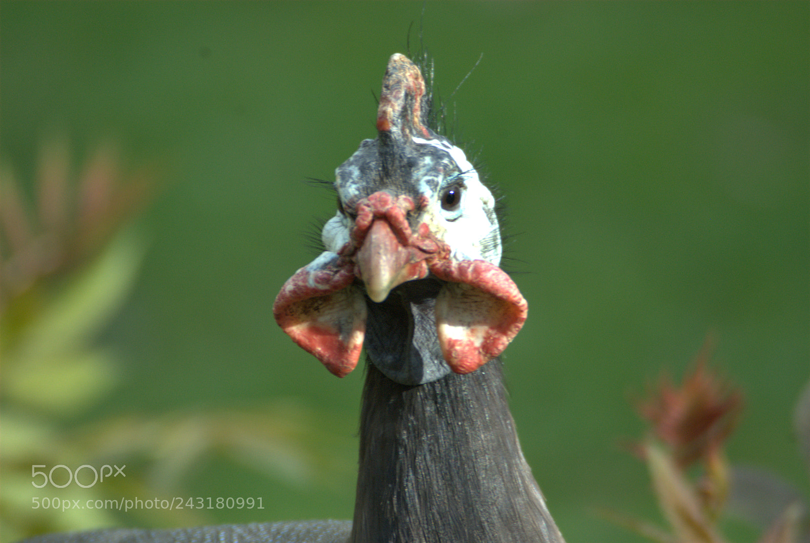 Nikon D200 sample photo. Chicken i think :-) photography