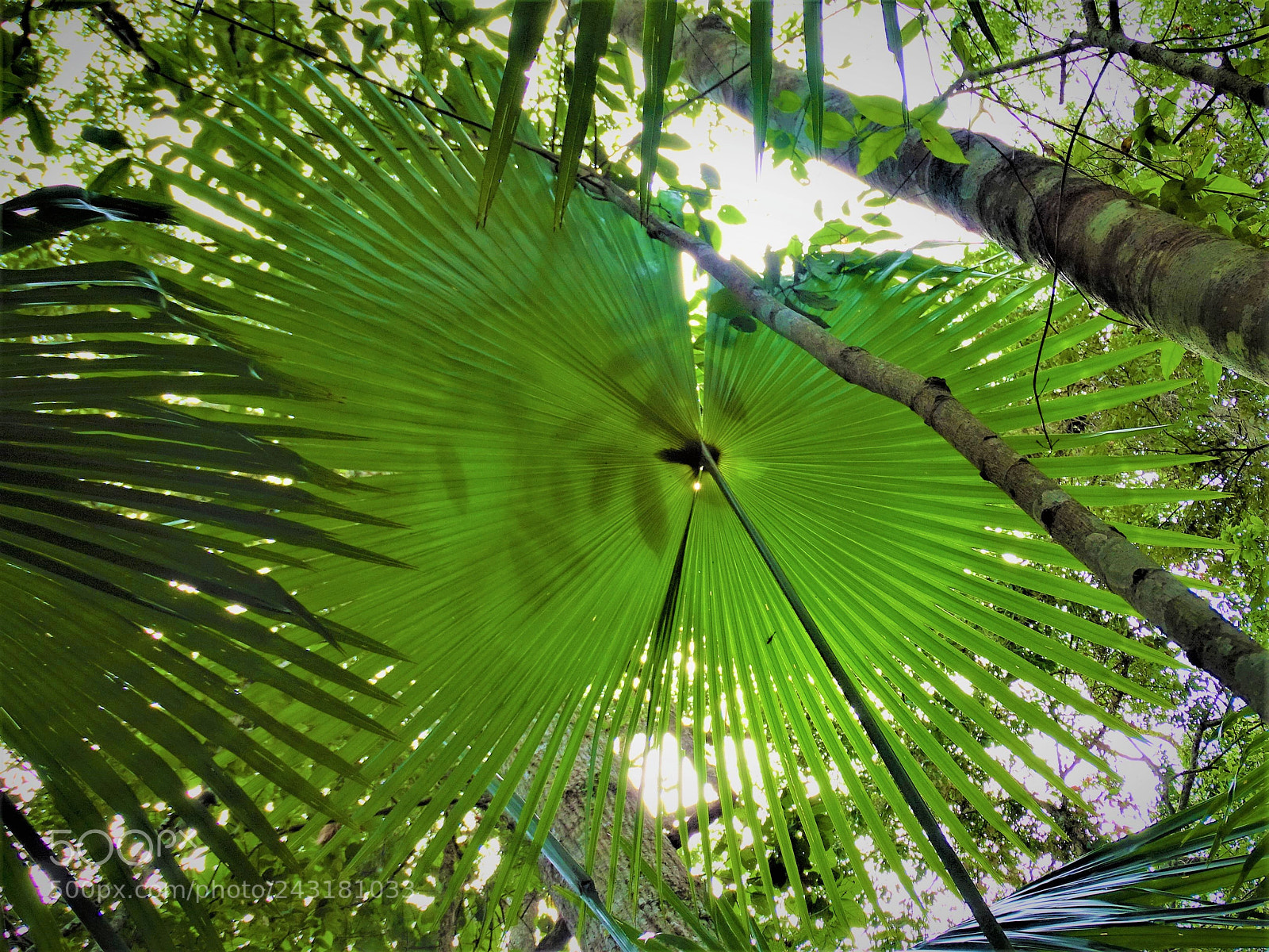 Sony Cyber-shot DSC-HX400V sample photo. Shadow in the palm photography