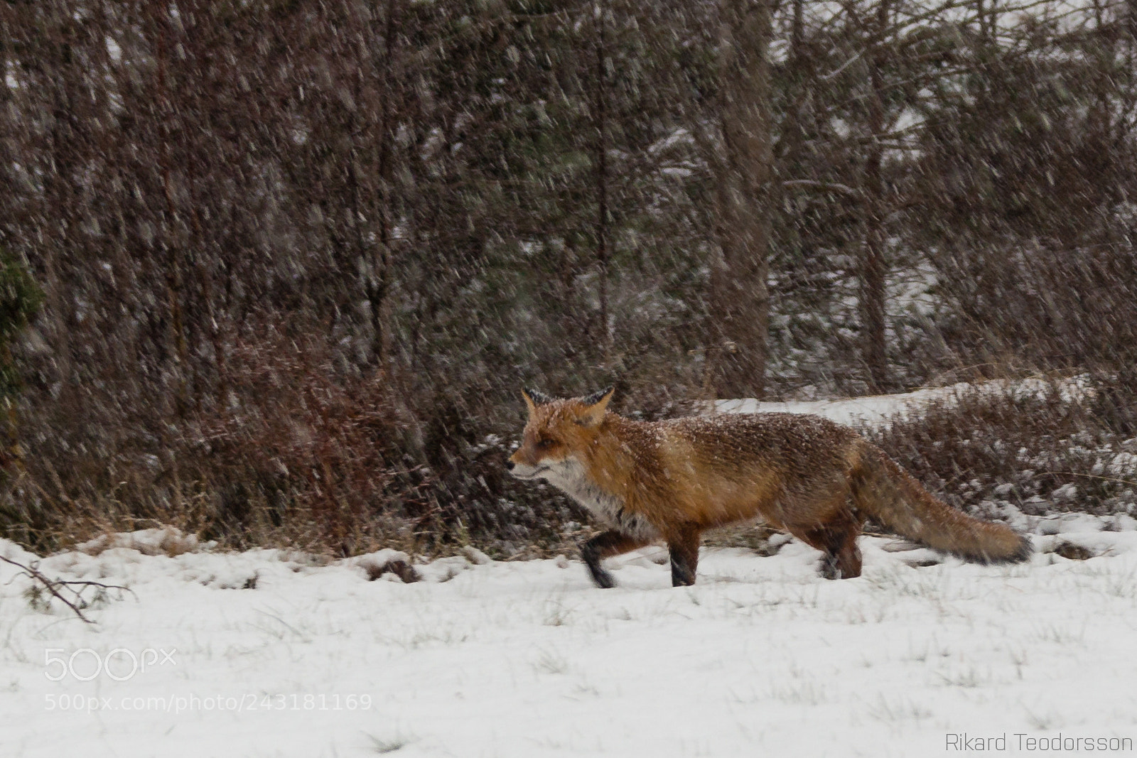Canon EOS 650D (EOS Rebel T4i / EOS Kiss X6i) sample photo. Winter fox photography