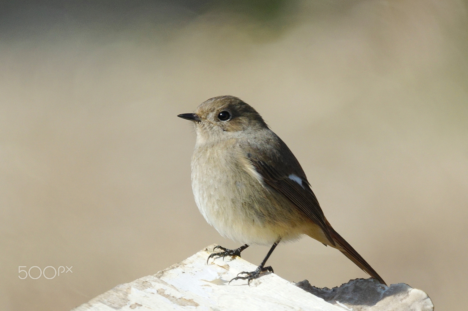 Sony 70-400mm F4-5.6 G SSM II sample photo. (daurian redstart) photography