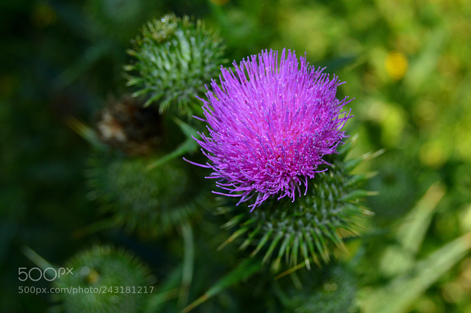 Nikon D3200 sample photo. Thistle flower photography