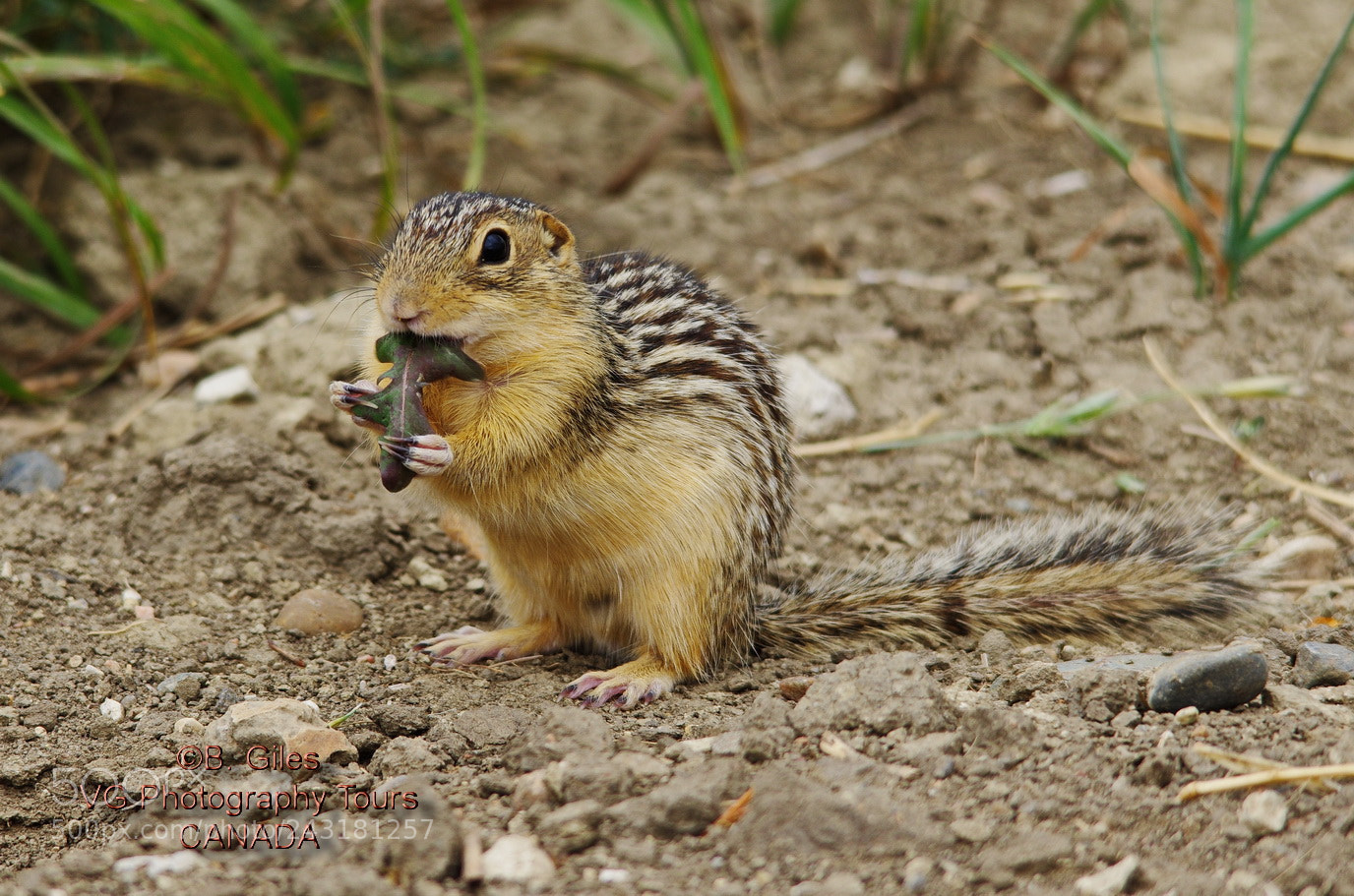 Pentax K-5 IIs sample photo. Thirteen-lined ground squirrel photography
