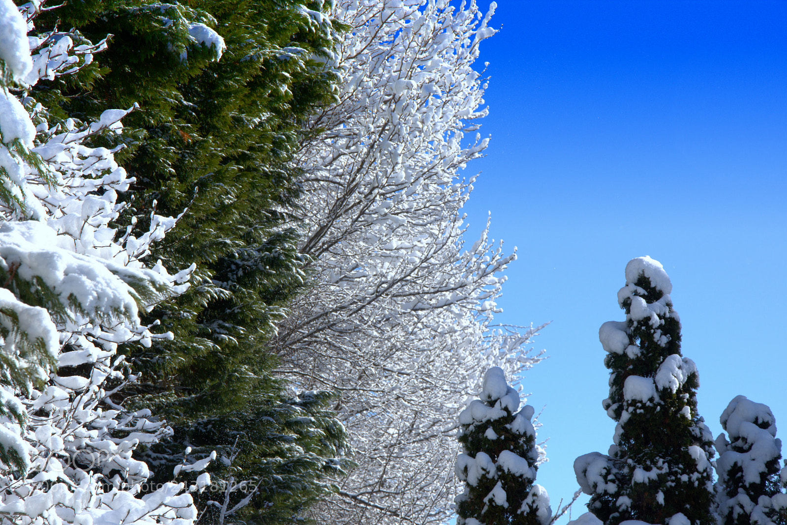 Nikon D7200 sample photo. Three trees photography