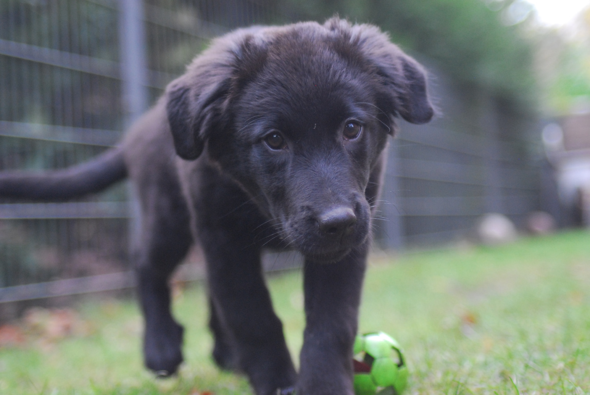 Sigma 28-70mm F2.8 sample photo. Luna my love photography