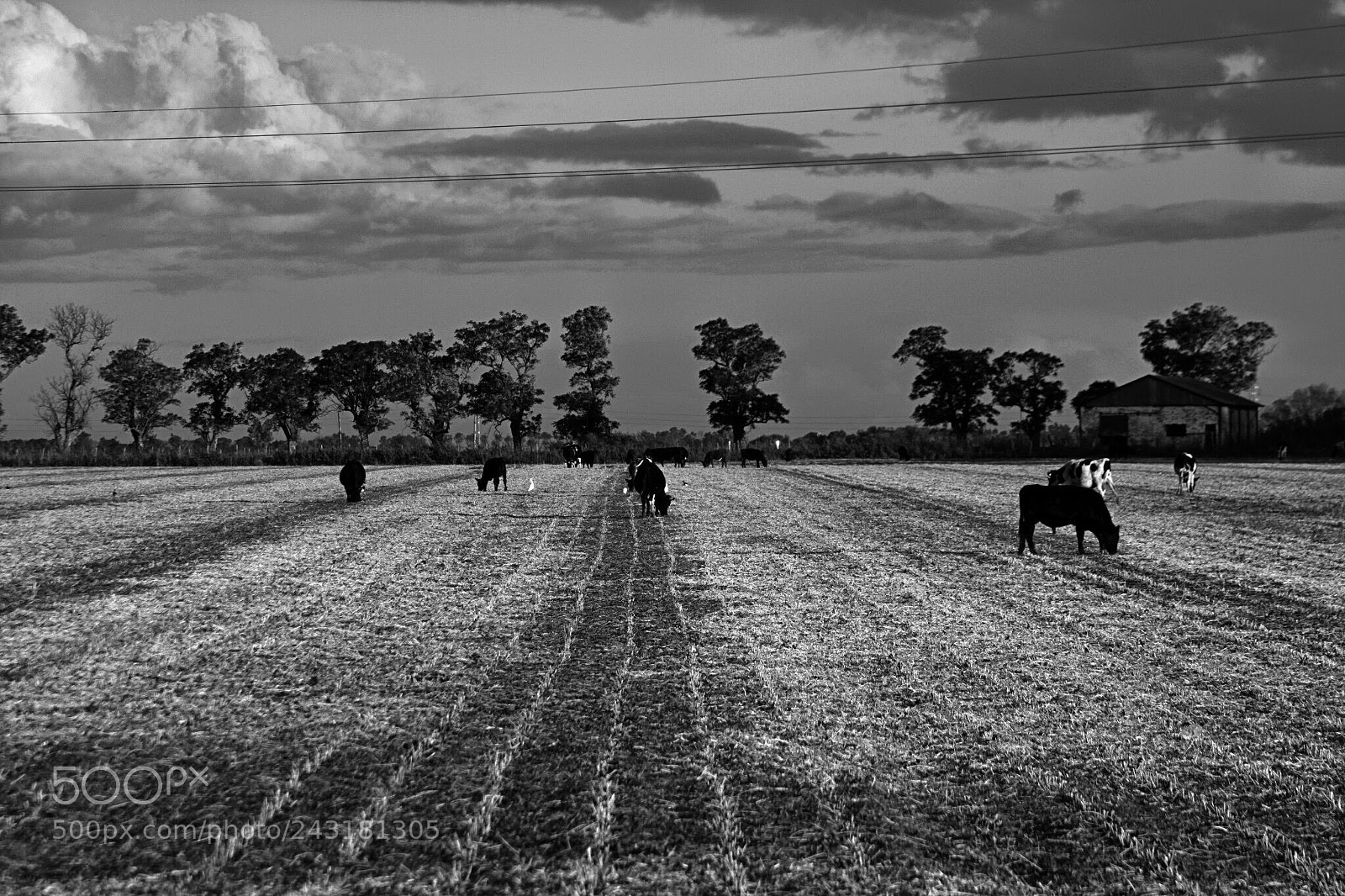 Canon EOS 40D sample photo. Pampa - llanura photography