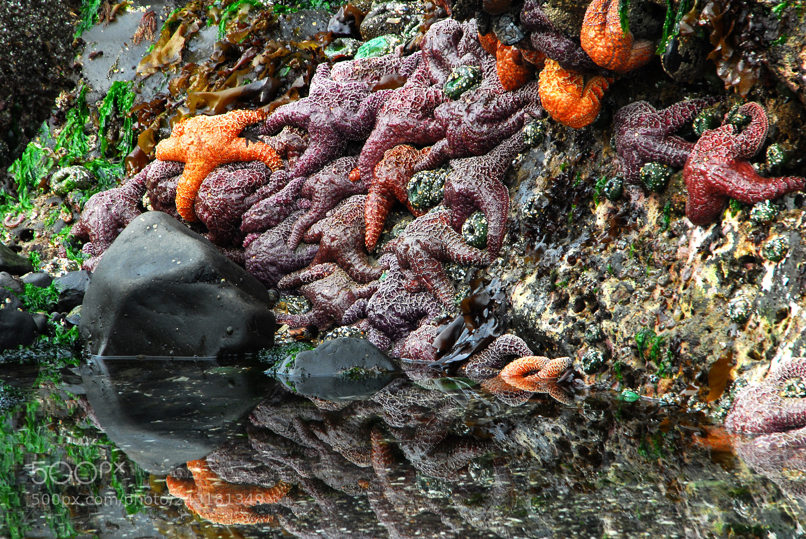 Nikon D200 sample photo. Tidal pool party photography
