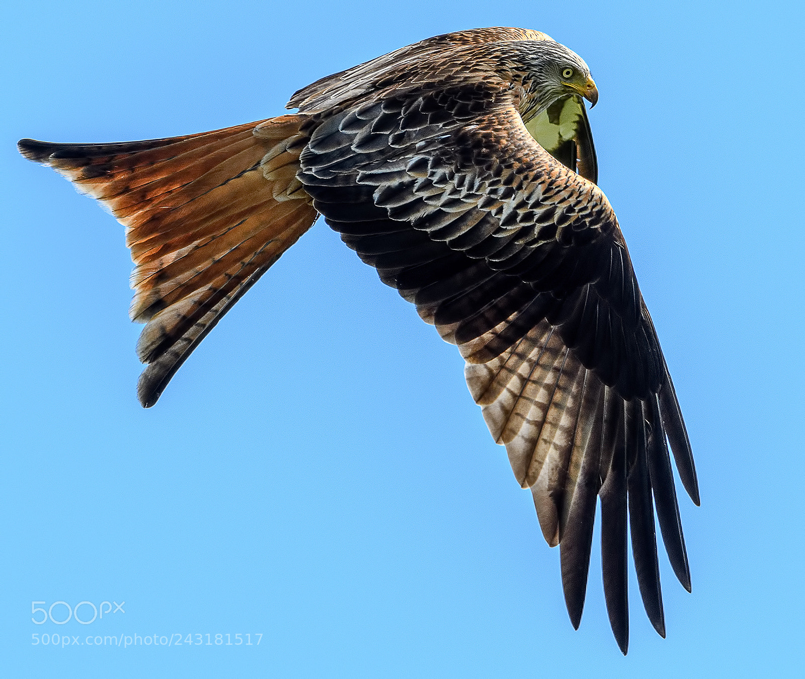 Nikon D500 sample photo. Red kite in flight photography