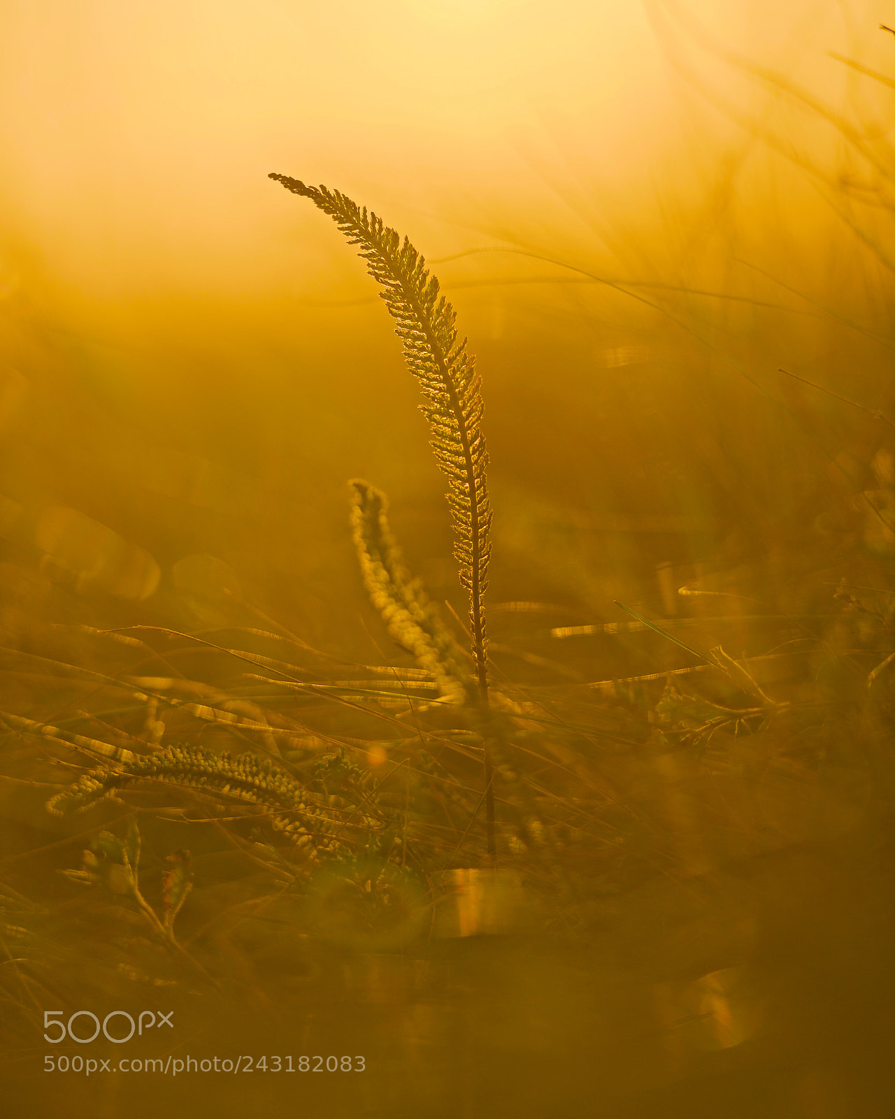 Nikon D800 sample photo. Golden hour photography