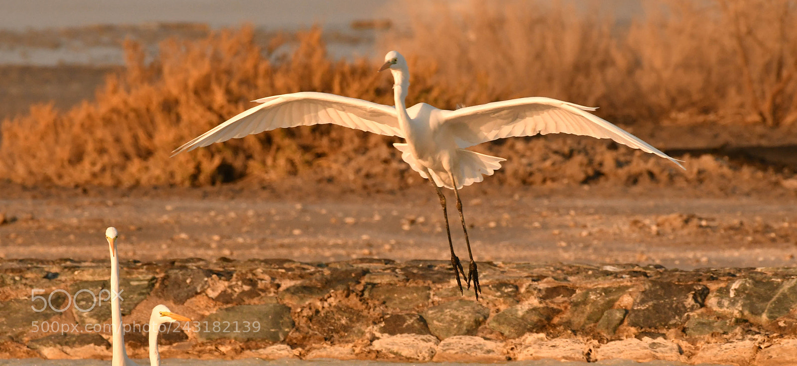 Nikon D500 sample photo. Untitled photography