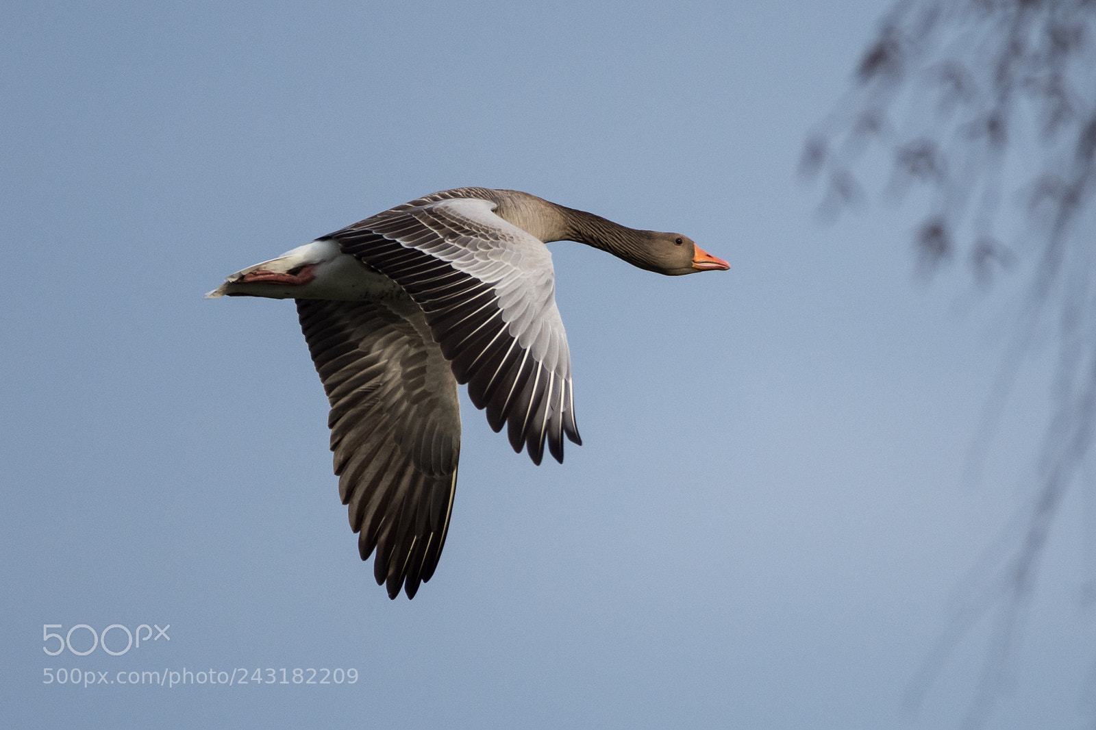Nikon D7200 sample photo. Greylag goose photography