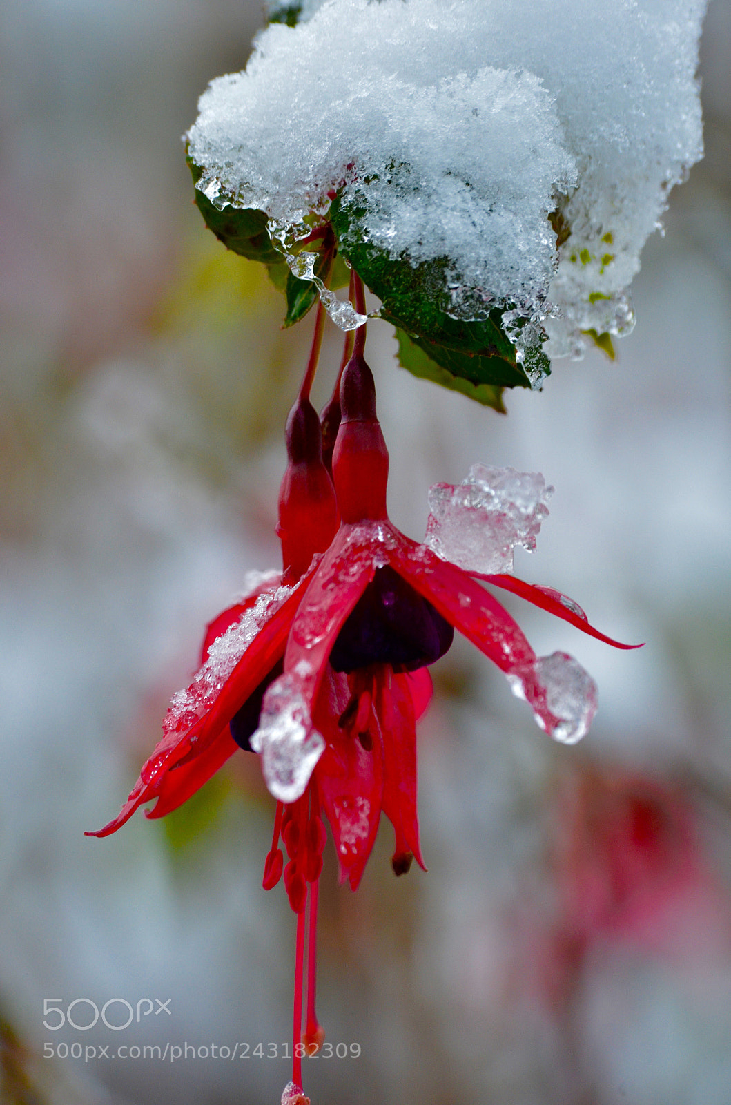 Nikon D5100 sample photo. Winter blooming. photography