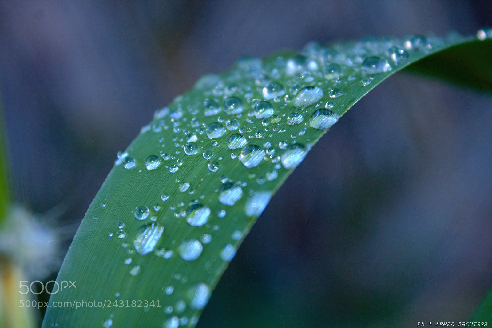 Canon EOS 1100D (EOS Rebel T3 / EOS Kiss X50) sample photo. Gouttes de pluie photography